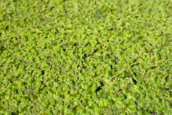 Grüner Mückenfarn Oder Wasserfarn — Stockfoto