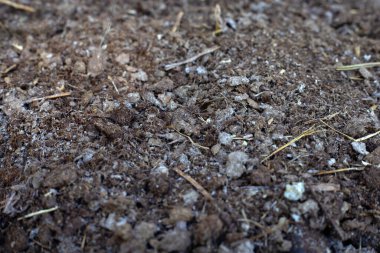 Kuru inek gübresi. Kapatın.