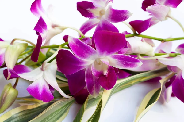 Bukett Vacker Lila Orkidé Blommor Vit Bakgrund — Stockfoto