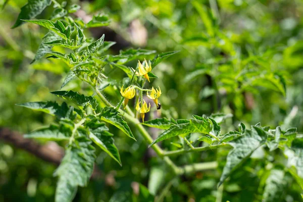 Yellow Flower Organic Tomatoes — Stock Photo, Image