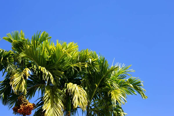 Betel Árbol Nuez Con Cielo — Foto de Stock