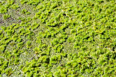 Yeşil sivrisinek eğreltiotu veya su eğreltiotu