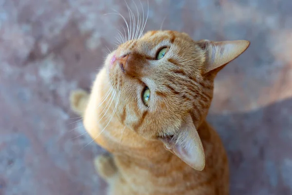 Πορτοκαλί Γάτα Στο Πάτωμα Του Τσιμέντου — Φωτογραφία Αρχείου