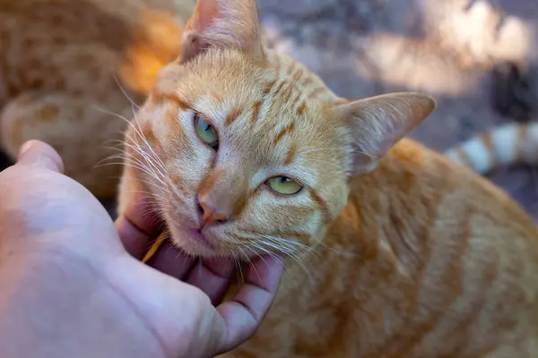 Mano Con Lindo Gato Naranja — Foto de Stock