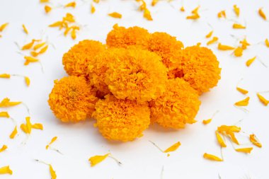 Marigold çiçek beyaz zemin üzerine.