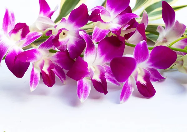 Bukett Vacker Lila Orkidé Blommor Vit Bakgrund — Stockfoto