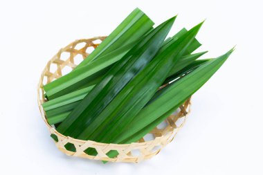taze pandan beyaz zemin üzerine bırakır..