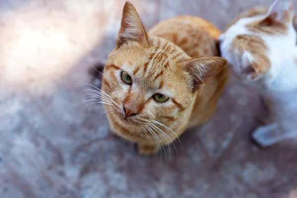 Оранжевые Белые Кошки Цементном Полу — стоковое фото