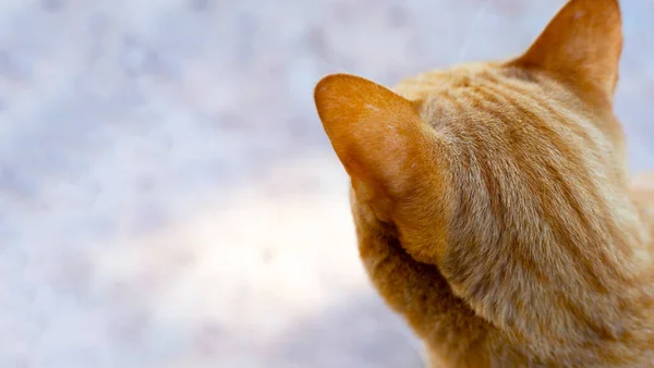 Beton Zeminde Turuncu Kedi — Stok fotoğraf