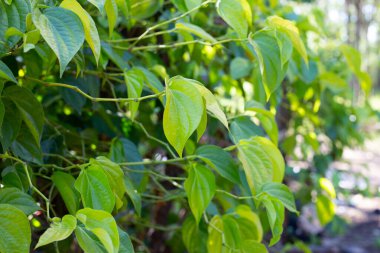 Yeşil betel yaprakları, taze gaydacı betle 