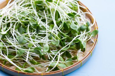 Bambu sepetinde ayçiçeği filizleri