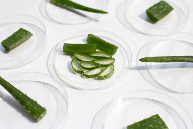 Beyaz arka planda petri kabında Aloe Vera.