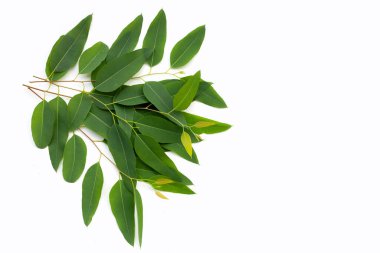 Beyaz arkaplanda okaliptüs yaprakları.