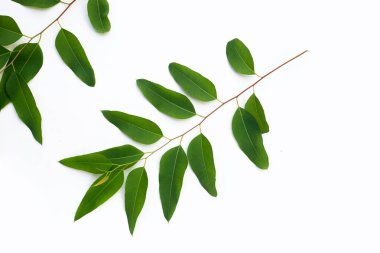 Beyaz arkaplanda okaliptüs yaprakları.