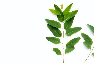 Beyaz arkaplanda okaliptüs yaprakları.