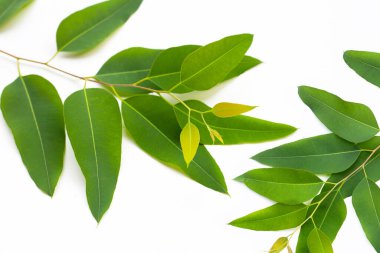 Beyaz arkaplanda okaliptüs yaprakları.