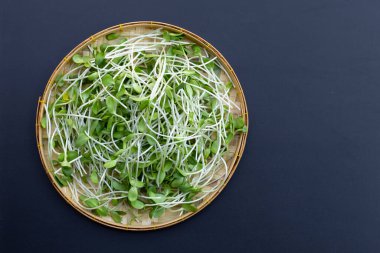 Koyu arkaplanda ayçiçeği filizi.