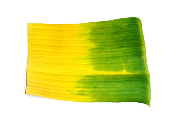Yellow green banana leaf on white background