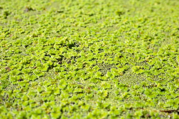 Yeşil sivrisinek eğreltiotu veya su eğreltiotu