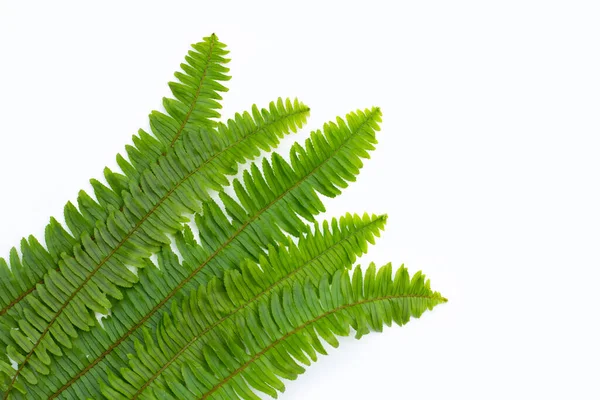 Ladder Fern Leaves White Background — Stock Photo, Image