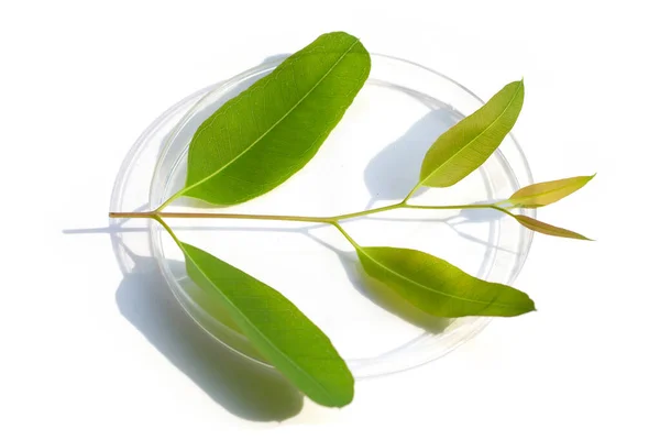 Hojas Frescas Eucalipto Placas Petri Sobre Fondo Blanco — Foto de Stock