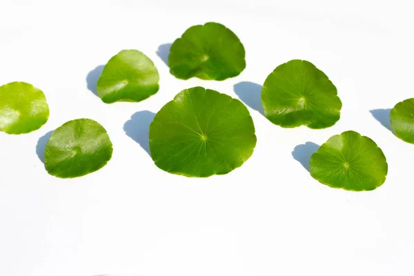 Fresh Green Centella Asiatica Leaves — Stock Photo, Image