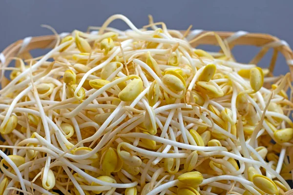 Pişirmek için taze soya filizleri..