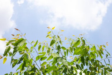 Mavi gökyüzü ve bulutlu okaliptüs ağacı