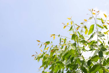 Mavi gökyüzü ve bulutlu okaliptüs ağacı