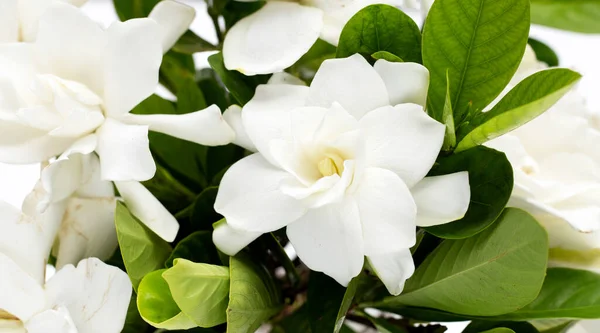 Cape jasmine or garden gardenia, gerdenia flower