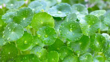 Taze yeşil centella asiatica yaprakları 