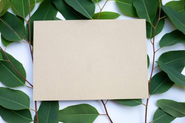 Beyaz arkaplanda okaliptüs yaprakları üzerine kahverengi kağıt.