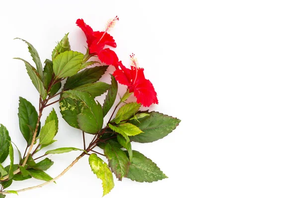 Květ Ibišku Listy Bílém Pozadí — Stock fotografie