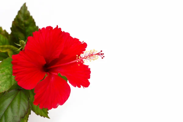 Цветок Гибискуса Белом Фоне — стоковое фото