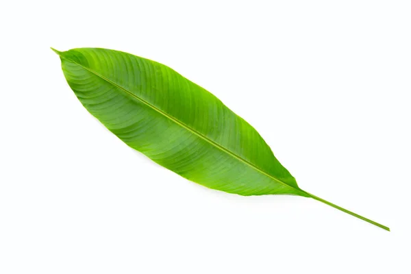 Heliconia Foglia Sfondo Bianco — Foto Stock