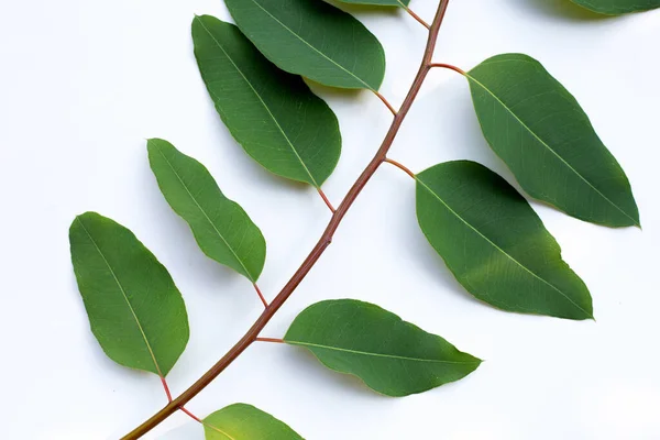 Liście Eukaliptusa Białym Tle — Zdjęcie stockowe