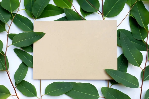 Papel Castanho Com Folhas Eucalipto Sobre Fundo Branco — Fotografia de Stock