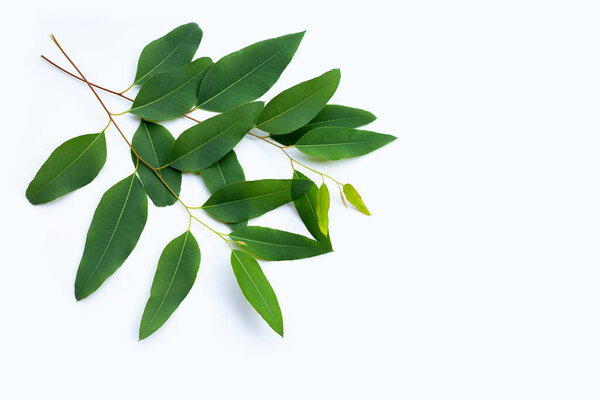 Eucalyptus leaves on white background.