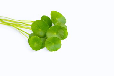 Beyaz arka planda taze yeşil centella asiatica yaprakları.