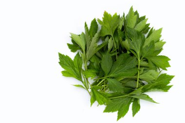 Beyaz arka planda beyaz mugwort yaprakları.