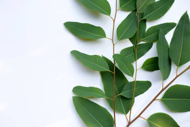 Beyaz arkaplanda okaliptüs yaprakları.