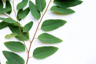 Beyaz arkaplanda okaliptüs yaprakları.