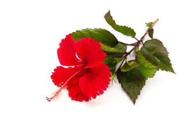 Beyaz arkaplanda yaprakları olan Hibiscus çiçeği.