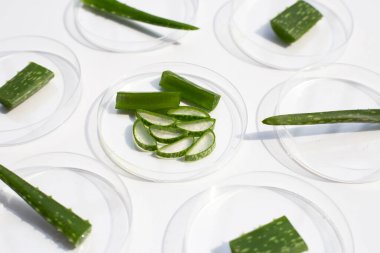 Beyaz arka planda petri kabında Aloe Vera.