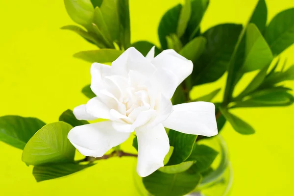 Cape jasmine or garden gardenia, gerdenia flower