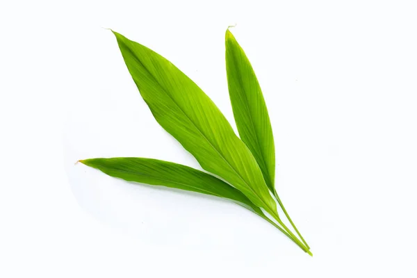 Green Leaves Turmeric White Background — Stock Photo, Image