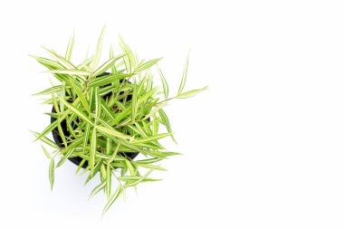 Beyaz arka planda yeşil sarı bitki. Thyrsostachys Siamensis Gamble veya Cat bamboo 'nun üst görünümü