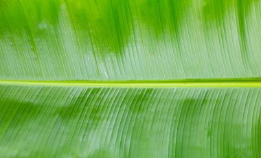 muz için arka plan dokusu bırakır.