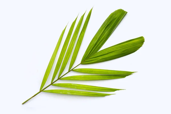 Tropische Palmenblätter Auf Weißem Hintergrund — Stockfoto