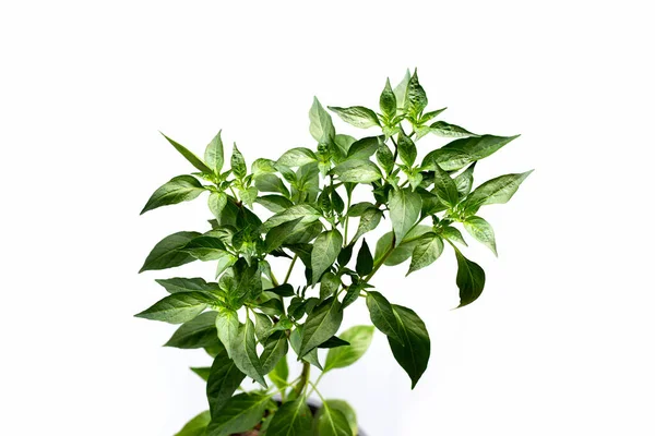 Chili Növény Fehér Háttér — Stock Fotó
